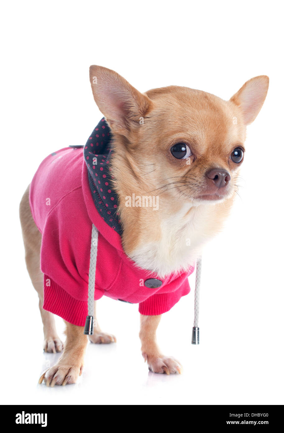 Vestito chihuahua davanti a uno sfondo bianco Foto Stock