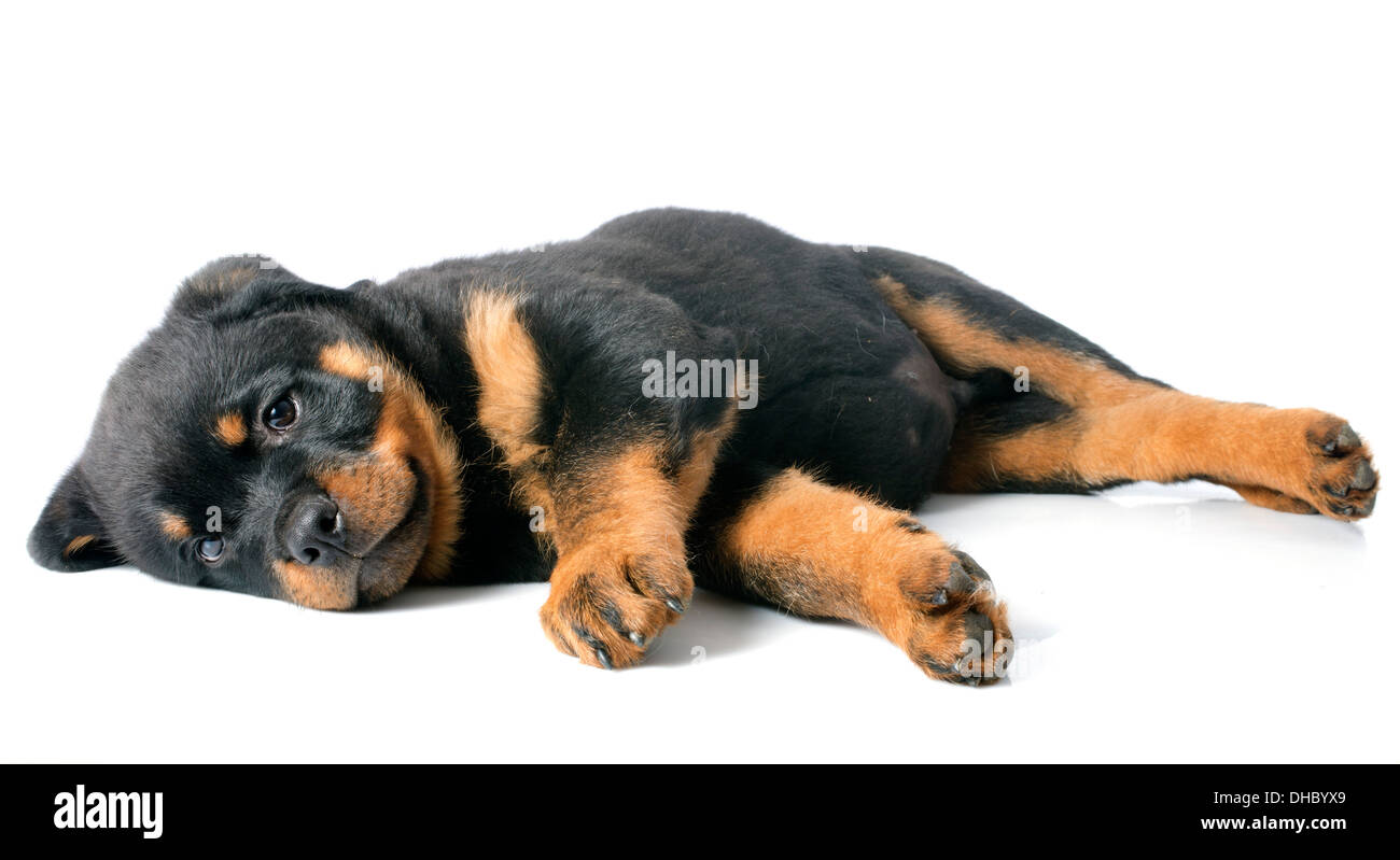Ritratto di un cucciolo di razza Rottweiler davanti a uno sfondo bianco Foto Stock