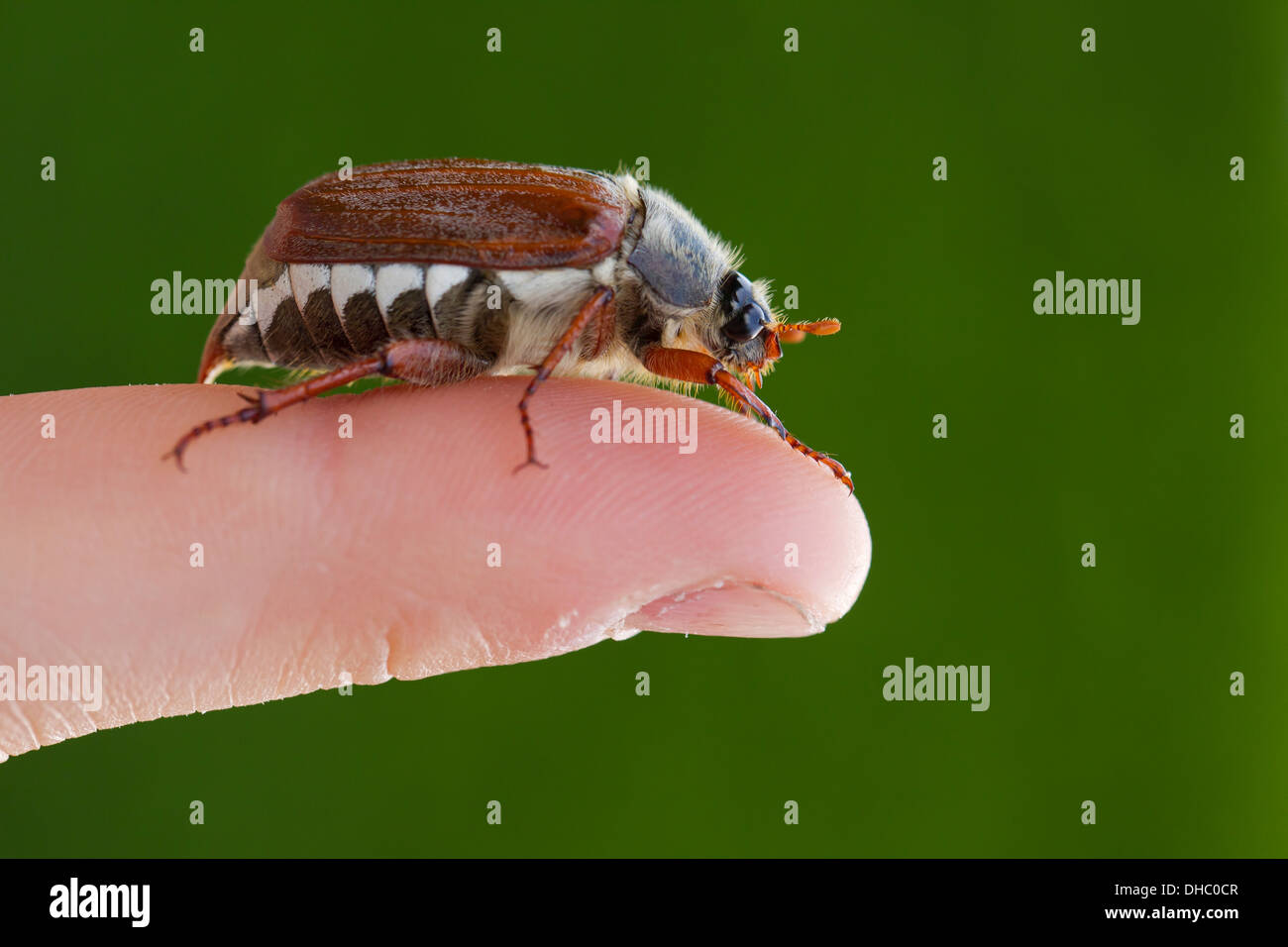 Comuni / cockchafer può bug (Melolontha melolontha) sul dito Foto Stock