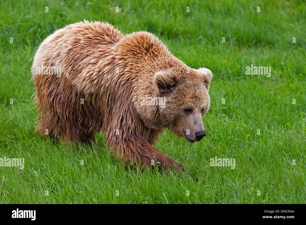 Unione orso bruno / Eurasian l'orso bruno (Ursus arctos arctos) rovistando nella prateria Foto Stock