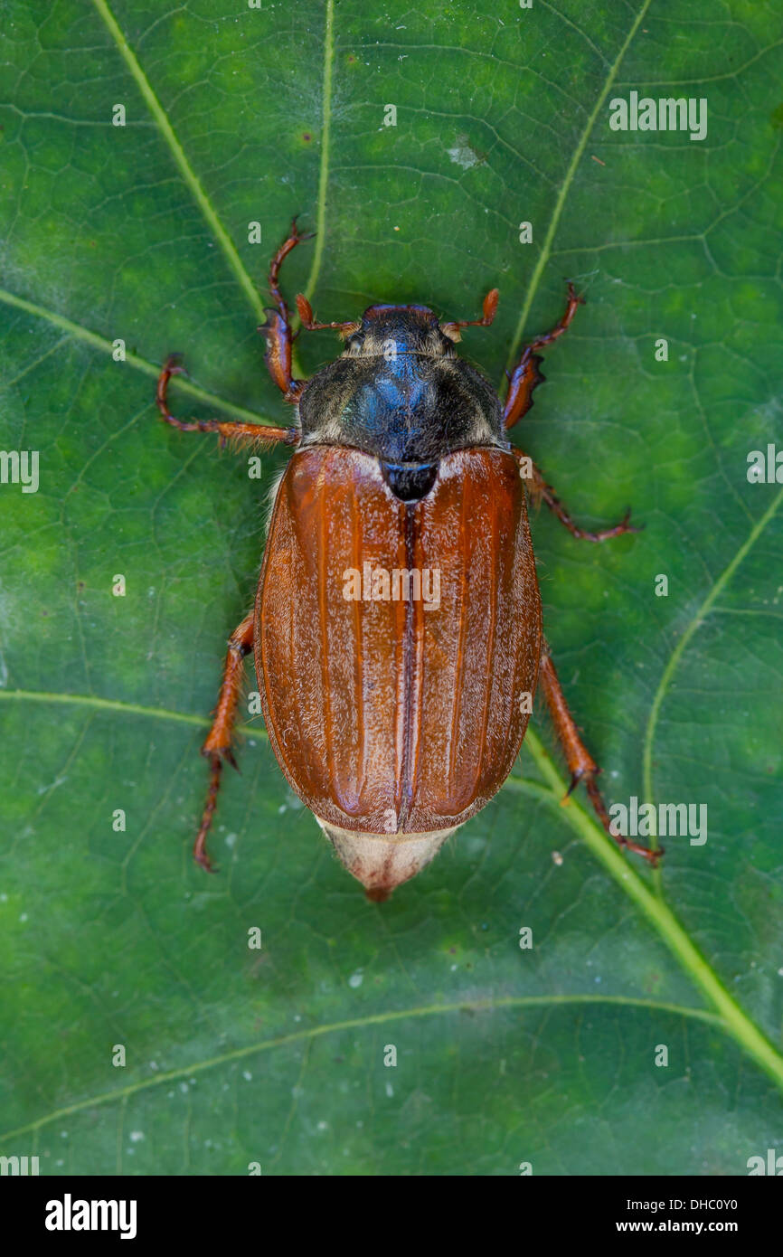 Comuni / cockchafer può bug (Melolontha melolontha) su foglie di quercia in foresta Foto Stock