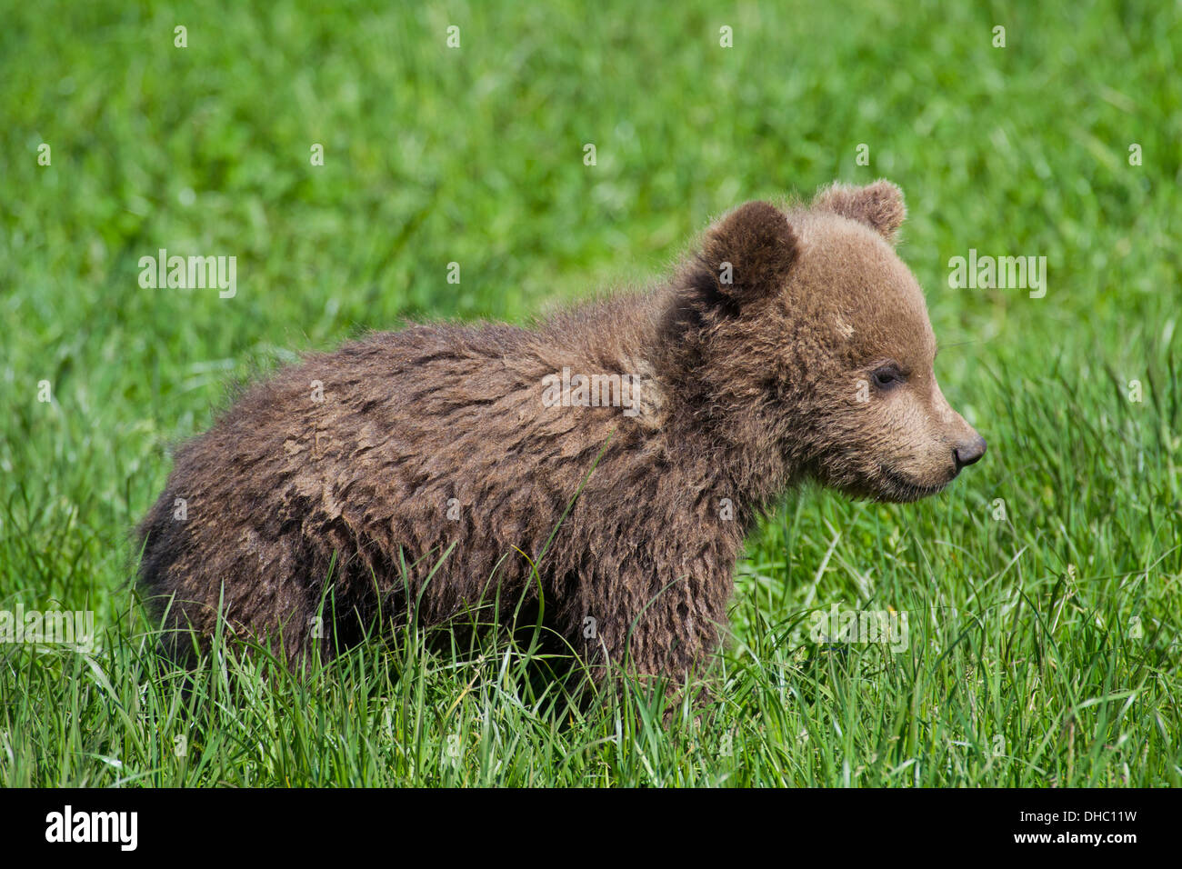 Eurasian l'orso bruno (Ursus arctos arctos) cub nella prateria Foto Stock