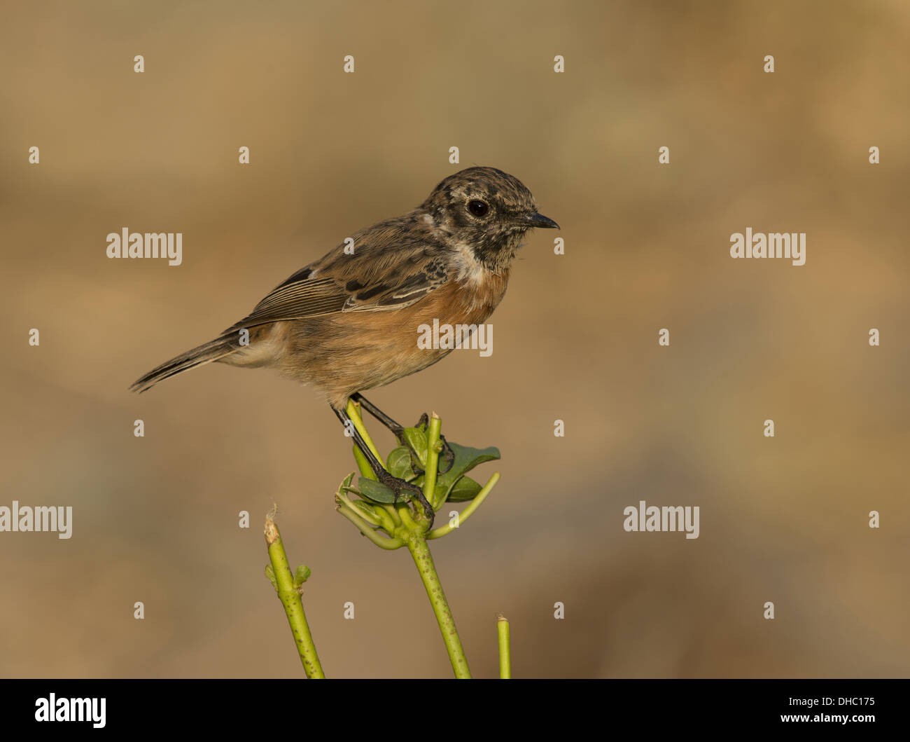 European Stonechat, Saxicola rubicola, Germania, Europa Foto Stock