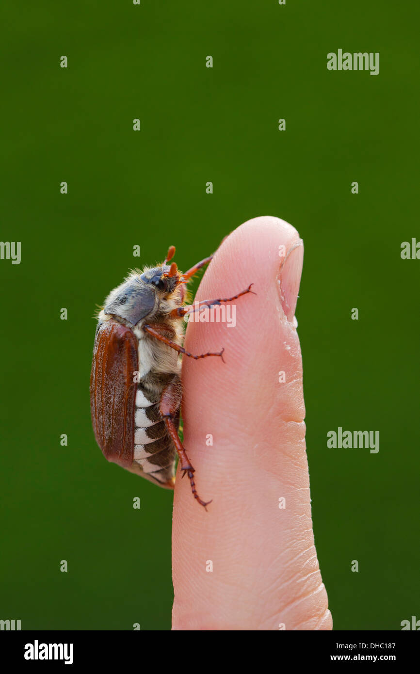 Comuni / cockchafer può bug (Melolontha melolontha) sul dito Foto Stock