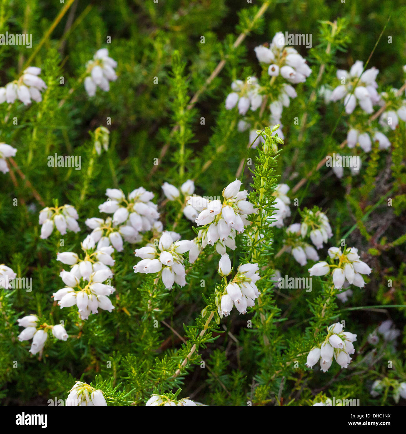 Campana bianco erica (Erica Cinerea). White heather è considerato fortunato in Scozia Foto Stock