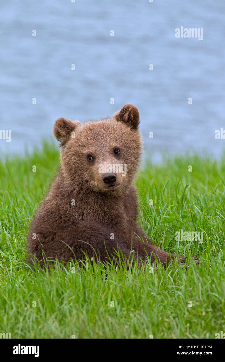 Cucciolo di orso bruno immagini e fotografie stock ad alta risoluzione -  Alamy