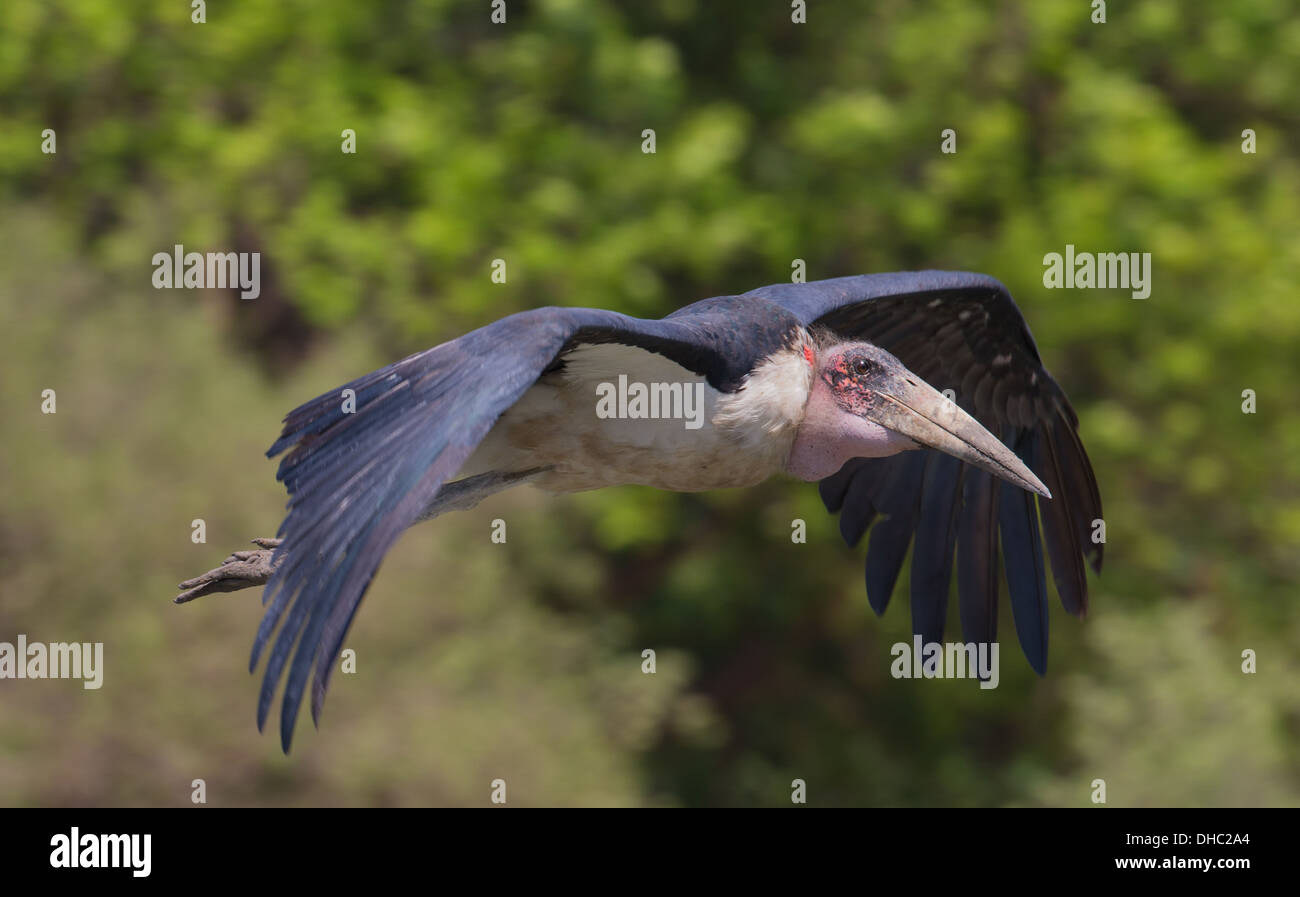 Marabou Stork (Leptoptilos crumeniferus) battenti Foto Stock
