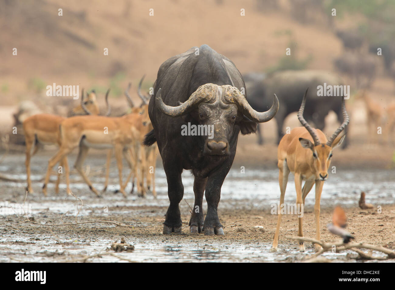 Vecchio Buffalo bull (Syncerus caffer) fra Impala (Aepyceros melampus) dalla molla Foto Stock