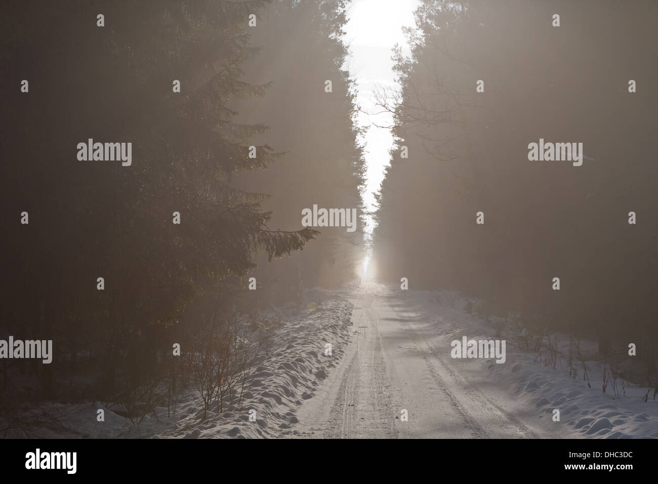 Massa dritta strada nella neve attraversando la foresta nella nebbia Foto Stock