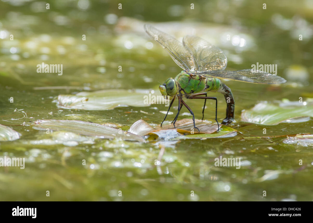 Uovo che Posa femmina libellula imperatore Foto Stock