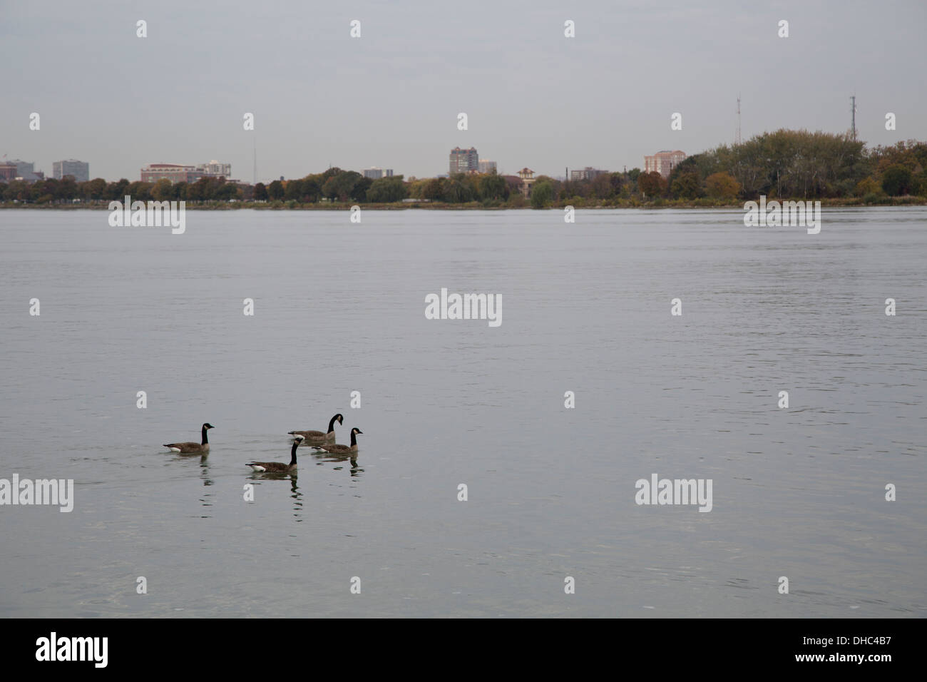 Detroit Windsor fiume Duck anatre nuoto Foto Stock