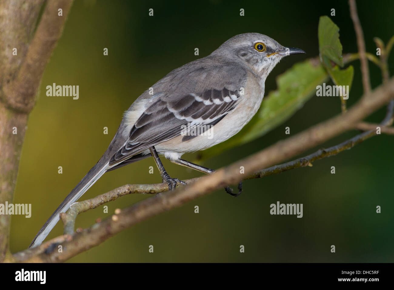 Mockingbird Foto Stock