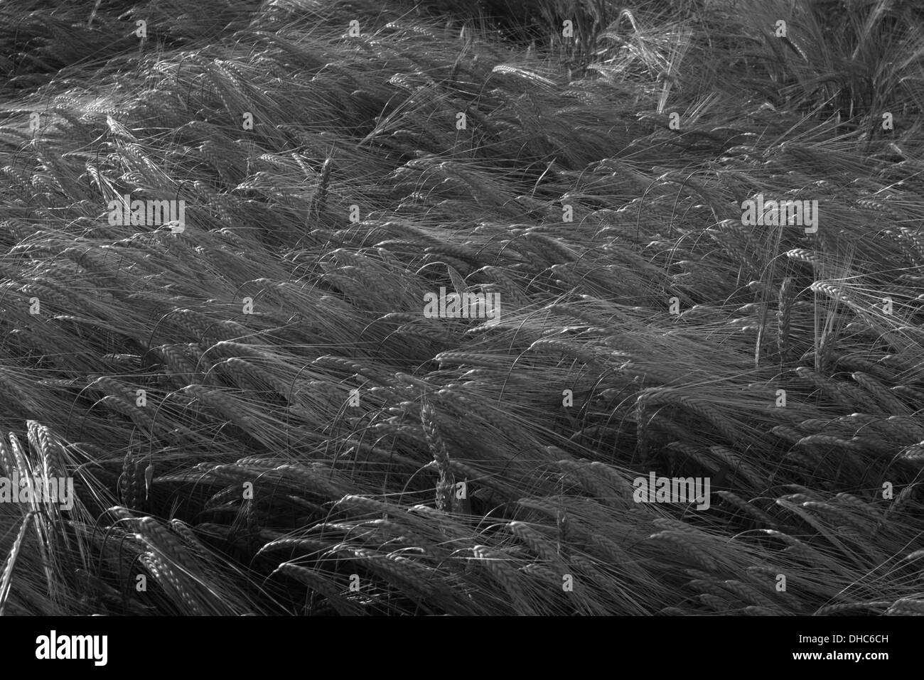 Campi di orzo poco prima del raccolto Foto Stock