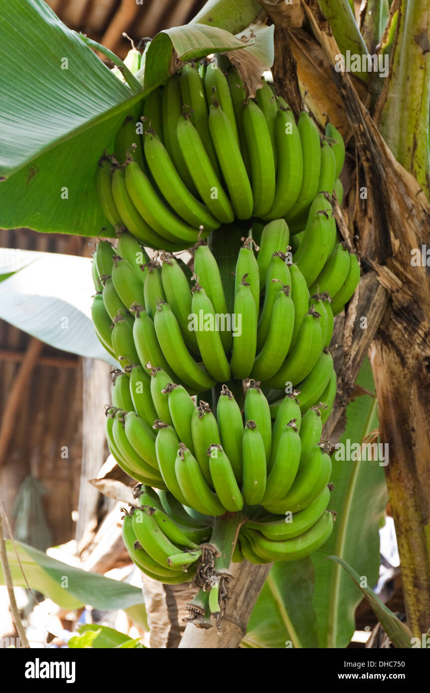 Verticale fino in prossimità di un grande grappolo immaturo di banane appeso a un albero. Foto Stock