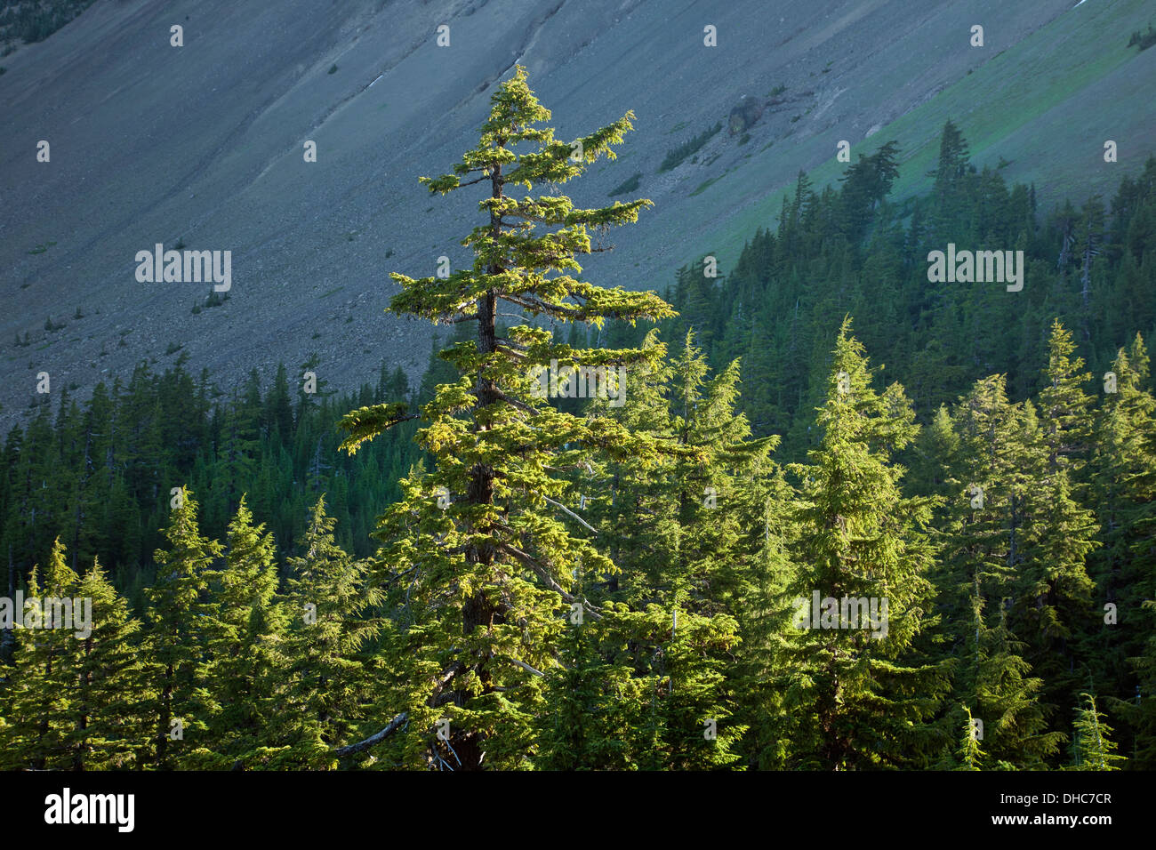 OREGON - Sun su alberi alla base dei tre Jack dentellato lungo la Pacific Crest National sentiero panoramico a Mount Jefferson deserto Foto Stock