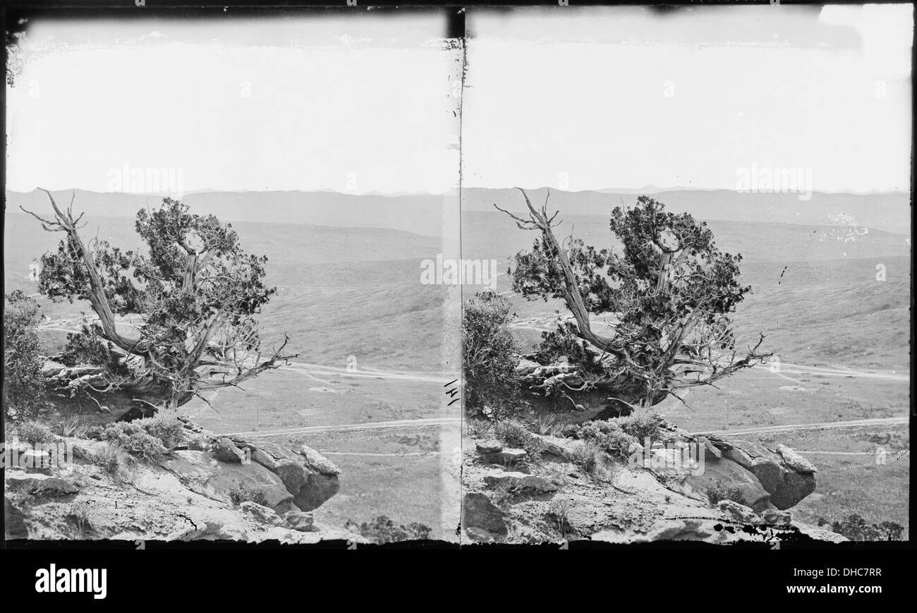 Il cedro di montagna, noto anche come ginepro di Ashe, è un piccolo albero sempreverde originario degli Stati Uniti meridionali. È particolarmente noto per il suo polline, che può causare reazioni allergiche nei mesi primaverili e invernali. Foto Stock