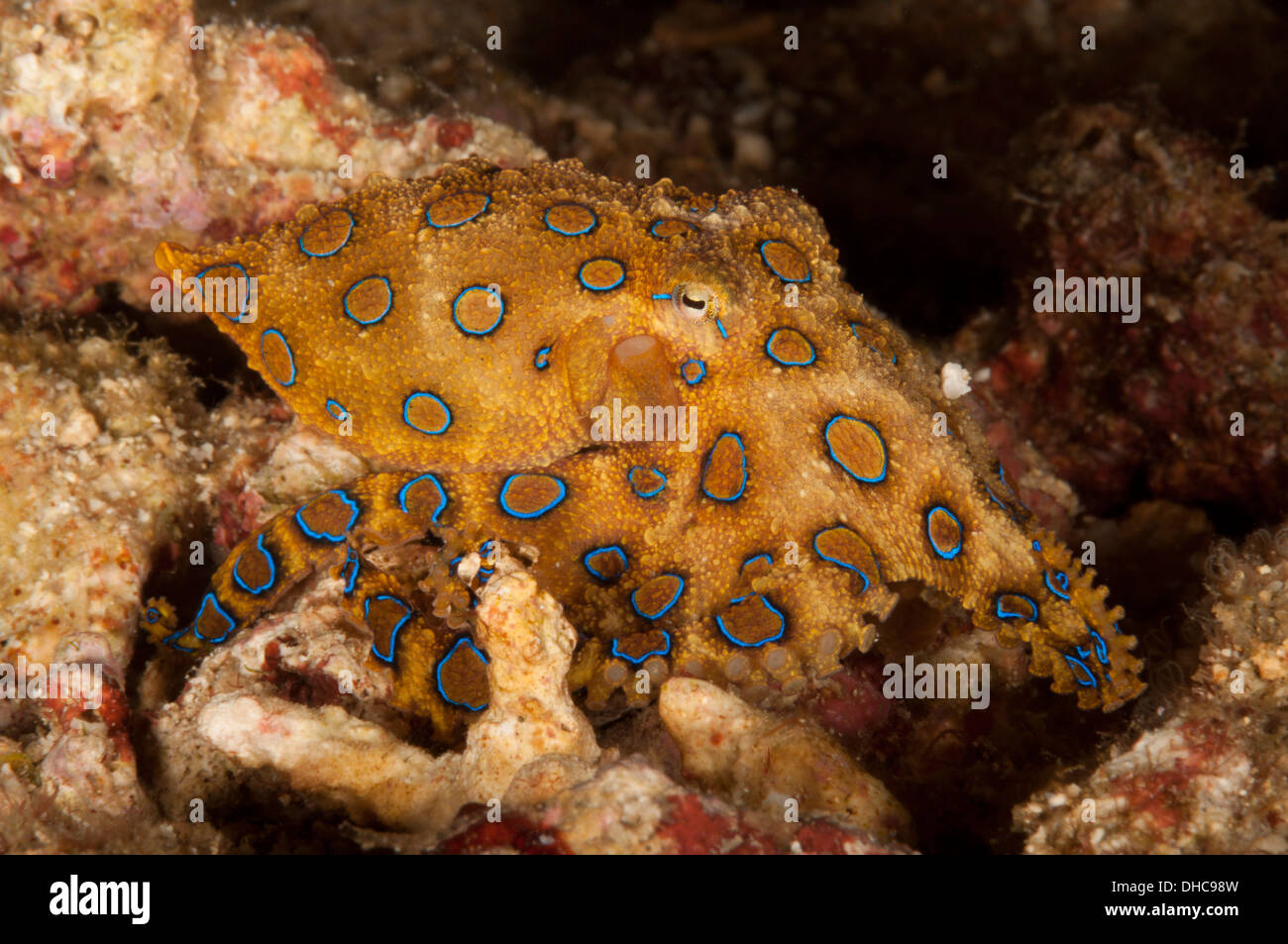 Anello blu octopus Foto Stock