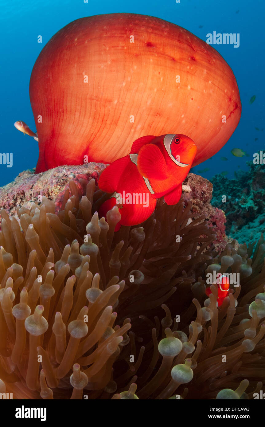 La colonna vertebrale anemonefish guancia Foto Stock