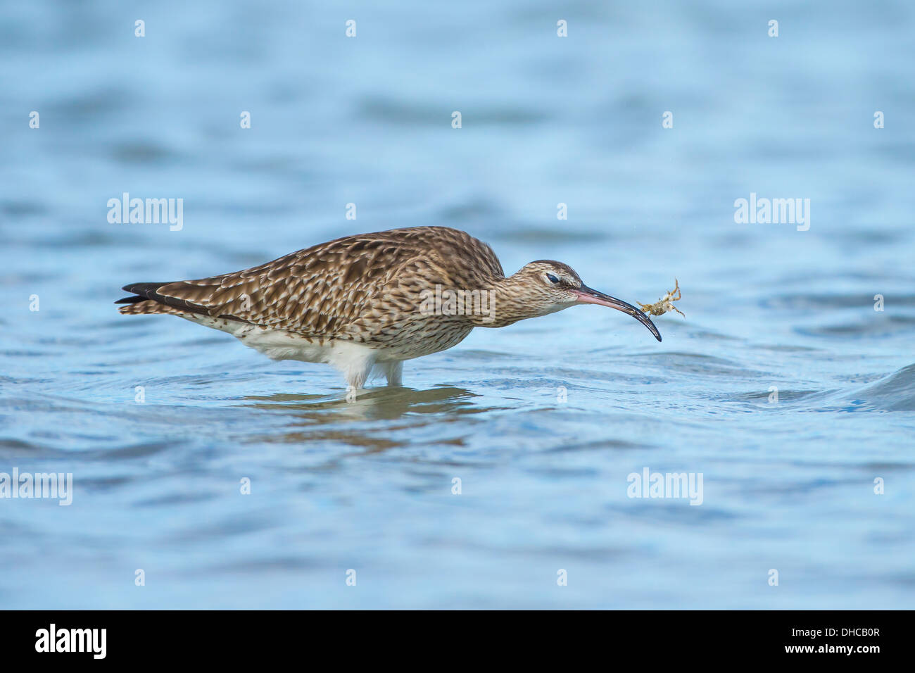 Wimbrel (Numenius phaeopus) la pesca dei granchi di acqua di mare e la cattura di un granchio. Morecambe Bay, Lancashire, Inghilterra, Regno Unito Foto Stock