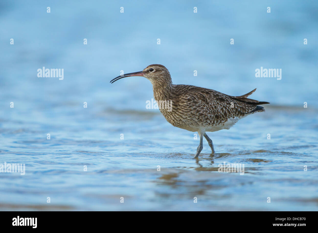 Wimbrel (Numenius phaeopus) wading per i pesci e i granchi in estuario di acqua di mare. Morecambe Bay, Lancashire, Inghilterra, Regno Unito Foto Stock