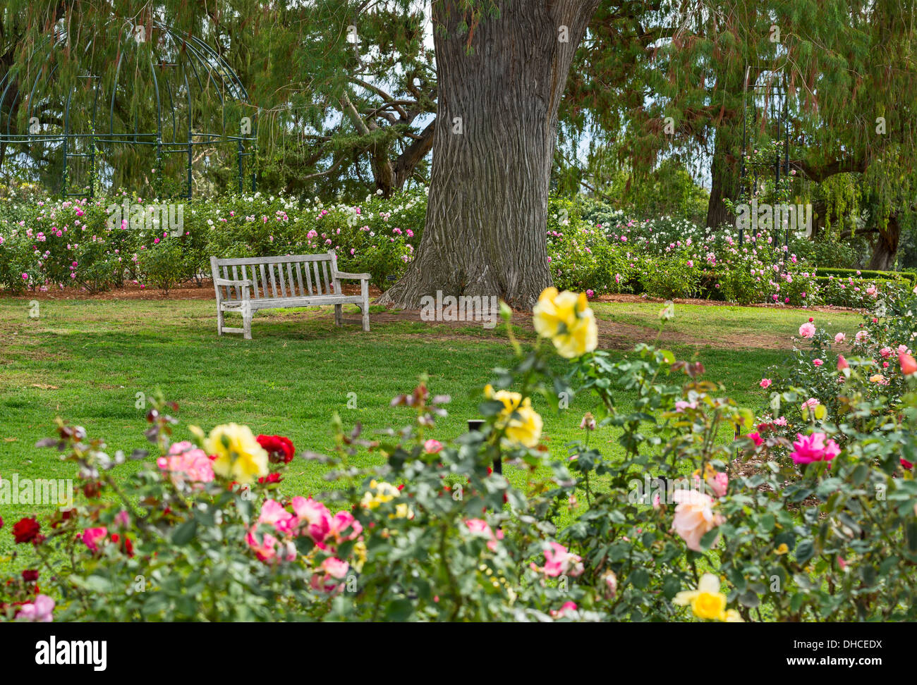 Bellissimo giardino di rose di la Biblioteca di Huntington. Foto Stock