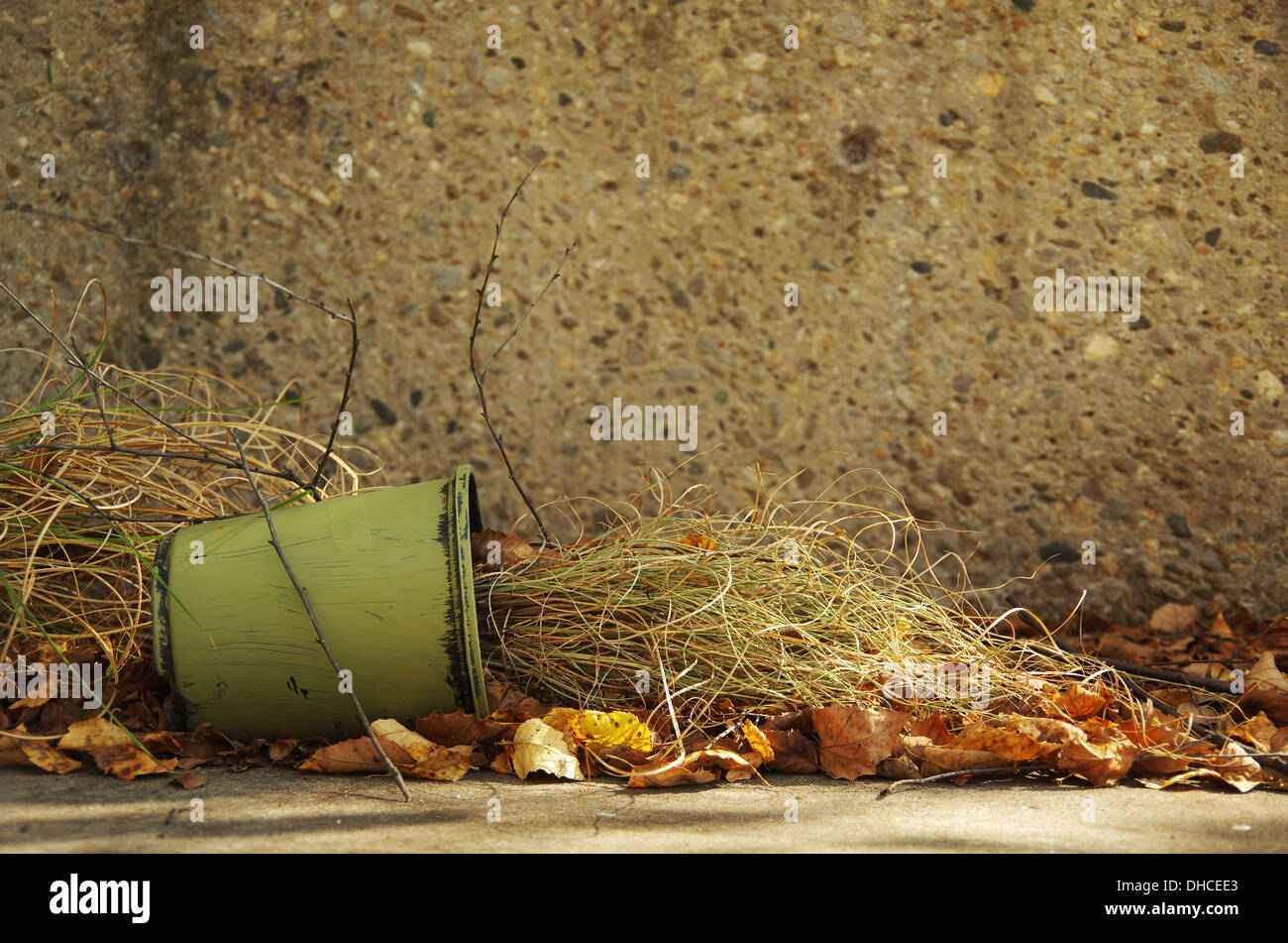 Caduto appassì pianta in vaso Foto Stock