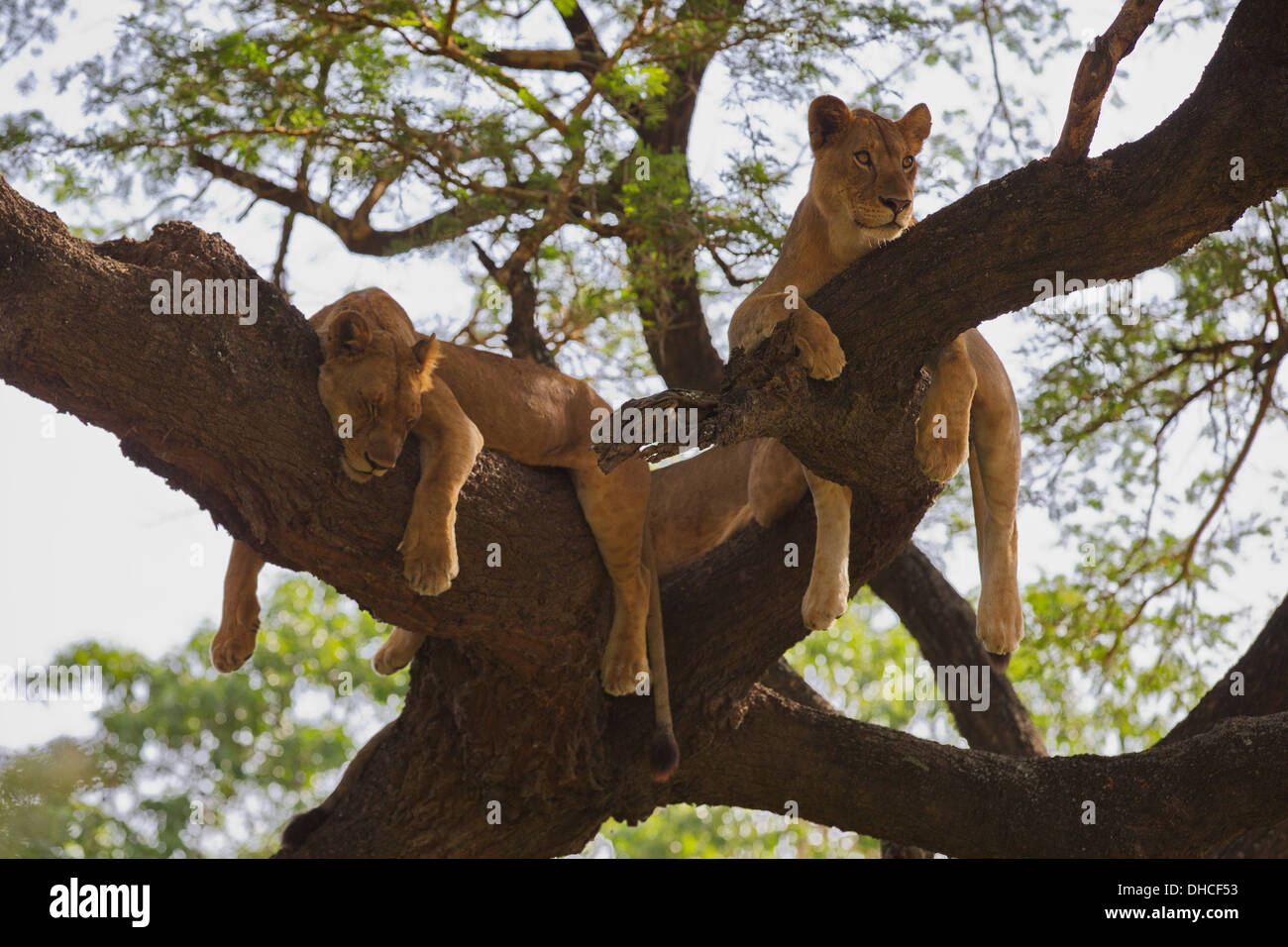 Leone africano in appoggio nella struttura ad albero. Lake Manyara National Park. Panthera leo. Tanzania, Africa. Il re della giungla. La criniera. Orgoglio. Foto Stock