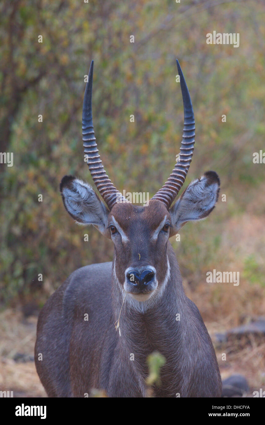 Il waterbuck (Kobus ellipsiprymnus) è una grande antilope trovato ampiamente in Africa sub-sahariana. Tanzania Africa. Foto Stock