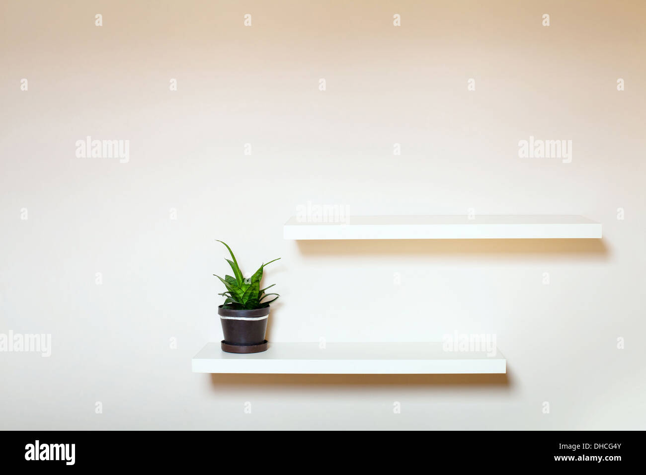 Due ripiani sul muro bianco e piante verdi in vaso Foto Stock