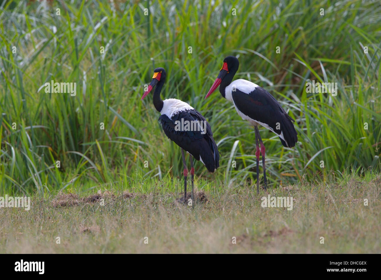 Una coppia di selle fatturati Cicogne (Ephippiorhynchus senegalensis). Tanzania, Africa. Foto Stock