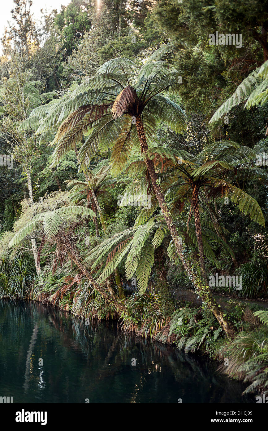 Felci arboree sovrasti il lago, Nuova Zelanda Foto Stock