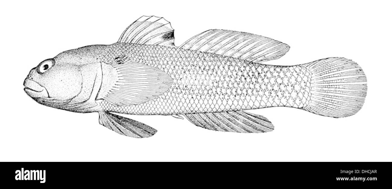 Bathygobius panayensis, noto come Panay goby, è una specie di pesce di gatto che si trova nelle Filippine. È caratterizzato dalle sue piccole dimensioni e dai caratteristici motivi di colore, che abitano corsi d'acqua dolce. Foto Stock