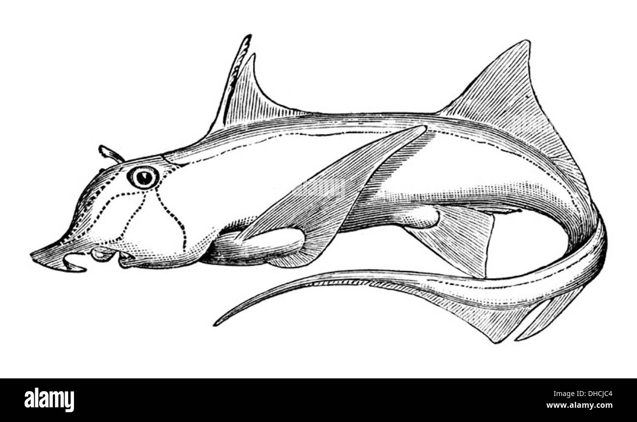 Callorhinchus callorynchus, noto come plownose chimera, è una specie di pesci cartilagini che si trovano nelle acque costiere dell'Australia meridionale. È identificato dal suo muso lungo e appiattito utilizzato per il foraggiamento. Foto Stock