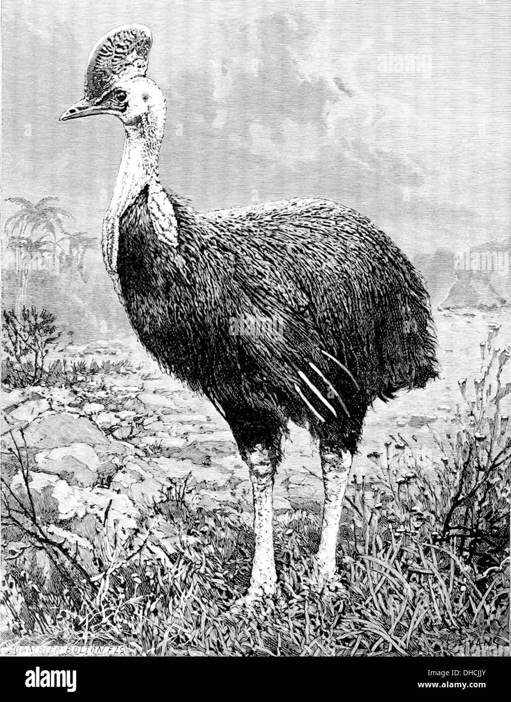 Il casuarius casuarius, comunemente noto come cassowary, è un grande uccello senza volo originario dell'Australia settentrionale, della nuova Guinea e delle isole vicine. È noto per la sua colorazione blu e nera e per le caschi simili a un casco. Foto Stock