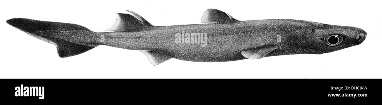 Etmopterus granulosus, una specie di squalo lanterna, è un piccolo squalo di acque profonde che si trova a profondità comprese tra 200 e 2000 metri. È caratterizzato dal suo corpo scuro, dagli organi bioluminescenti lungo i lati e da una piccola dimensione. Questo squalo usa la sua bioluminescenza per attrarre prede e comunicare nell'ambiente di acque profonde. Foto Stock