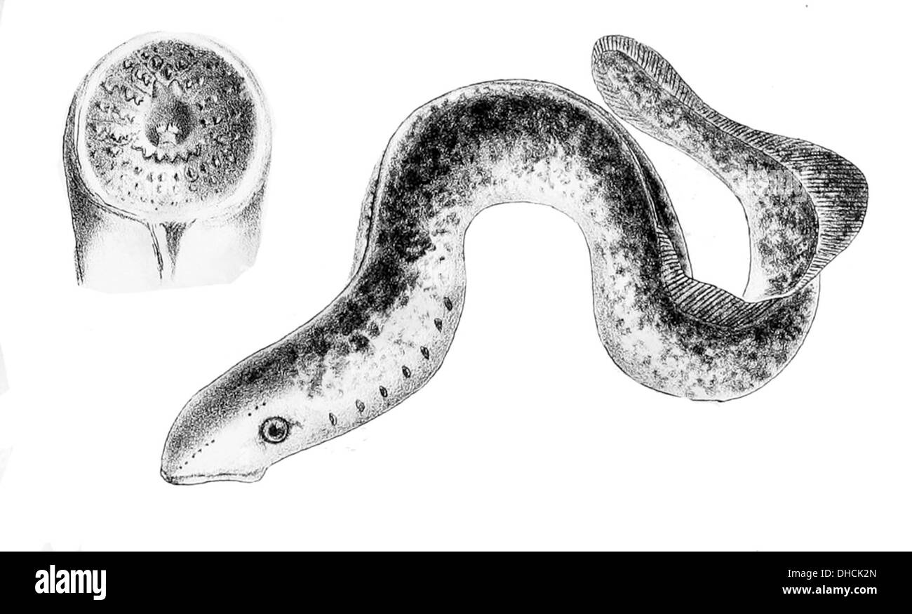 Petromyzon marinus, noto come lamprea marina, è una specie di lampreda parassita originaria dell'Oceano Atlantico. Le lamprede di mare adulte sono note per la bocca di succhiamento dentata, simile a un imbuto, che usano per attaccarsi agli ospiti e nutrirsi di sangue. Foto Stock