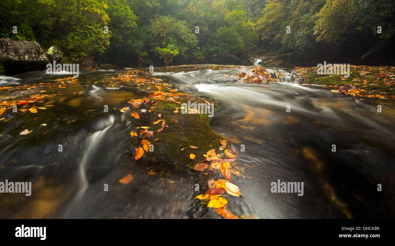 Foresta pluviale temperata e paesaggistico e selvaggio fiume Chattooga in North Carolina in splendidi colori autunnali Foto Stock