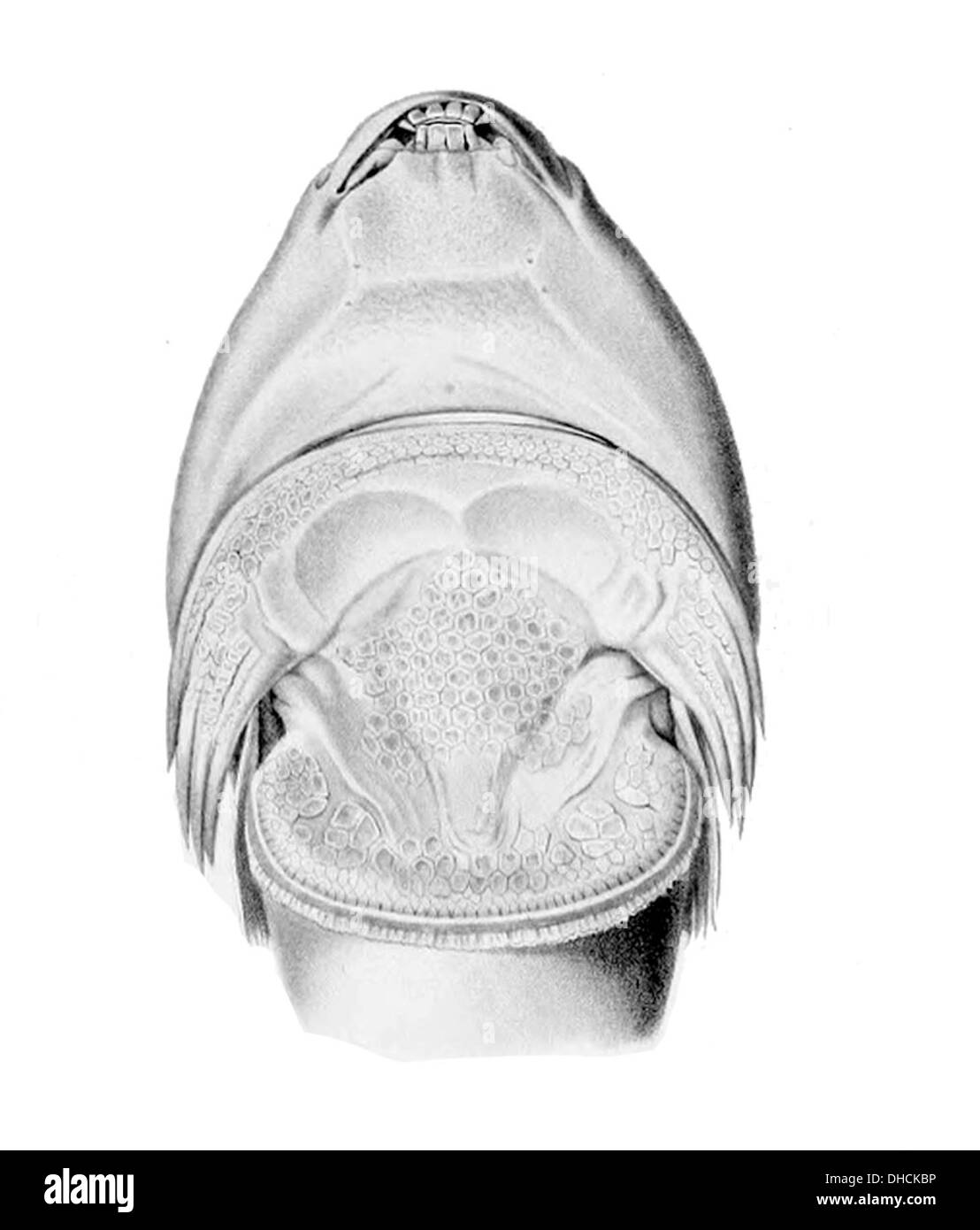 Sicyases sanguineus, noto anche come suckerfish rosso, è una specie di remora presente negli oceani tropicali. È noto per il suo succhietto simile a un disco sulla testa utilizzato per attaccarsi agli animali marini più grandi. Foto Stock