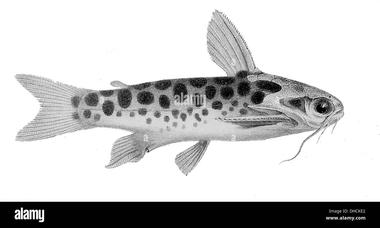 Tatia intermedia è una specie di pesce gatto corazzato originaria dei fiumi del bacino amazzonico e dell'Orinoco in Sud America. In genere raggiunge una lunghezza di circa 10 cm ed è noto per le sue distintive placche ossee che coprono il suo corpo. Foto Stock
