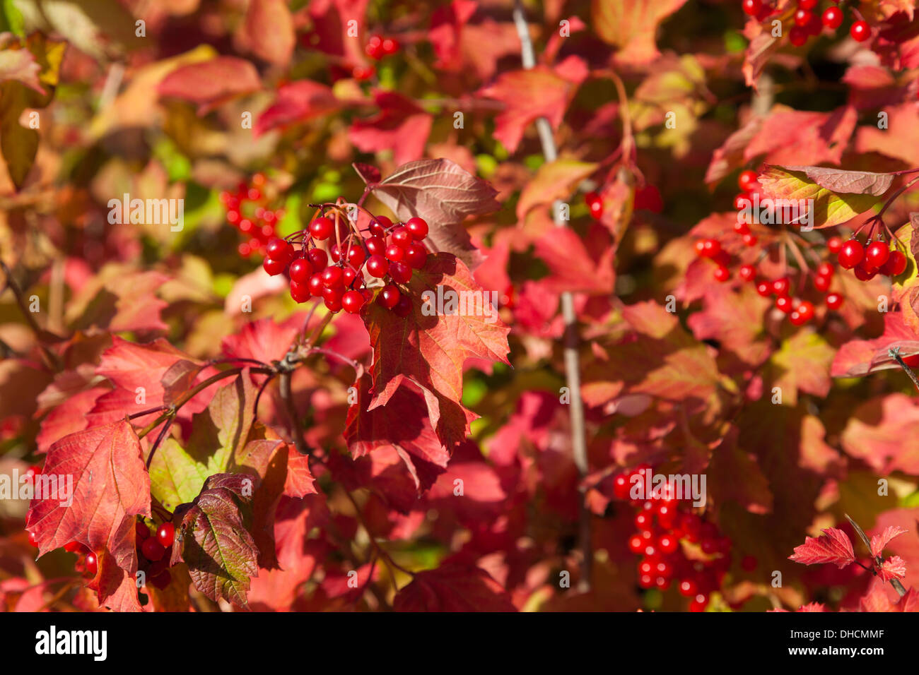 Rosa viburno opulus Vibernum bacche, Kent, Regno Unito, autunno Foto Stock