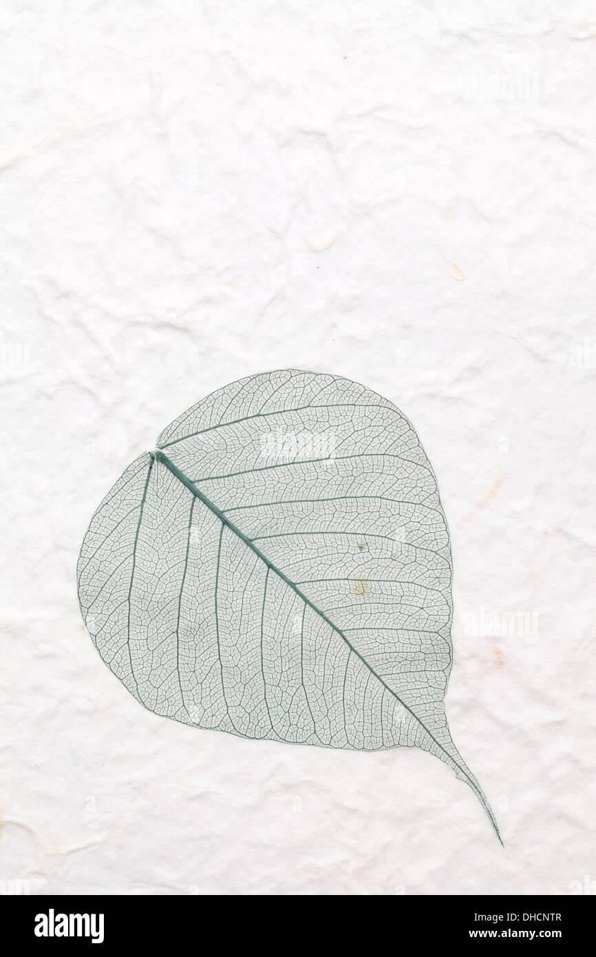 Verde foglia scheletro pressata a mano in carta di riso Foto Stock