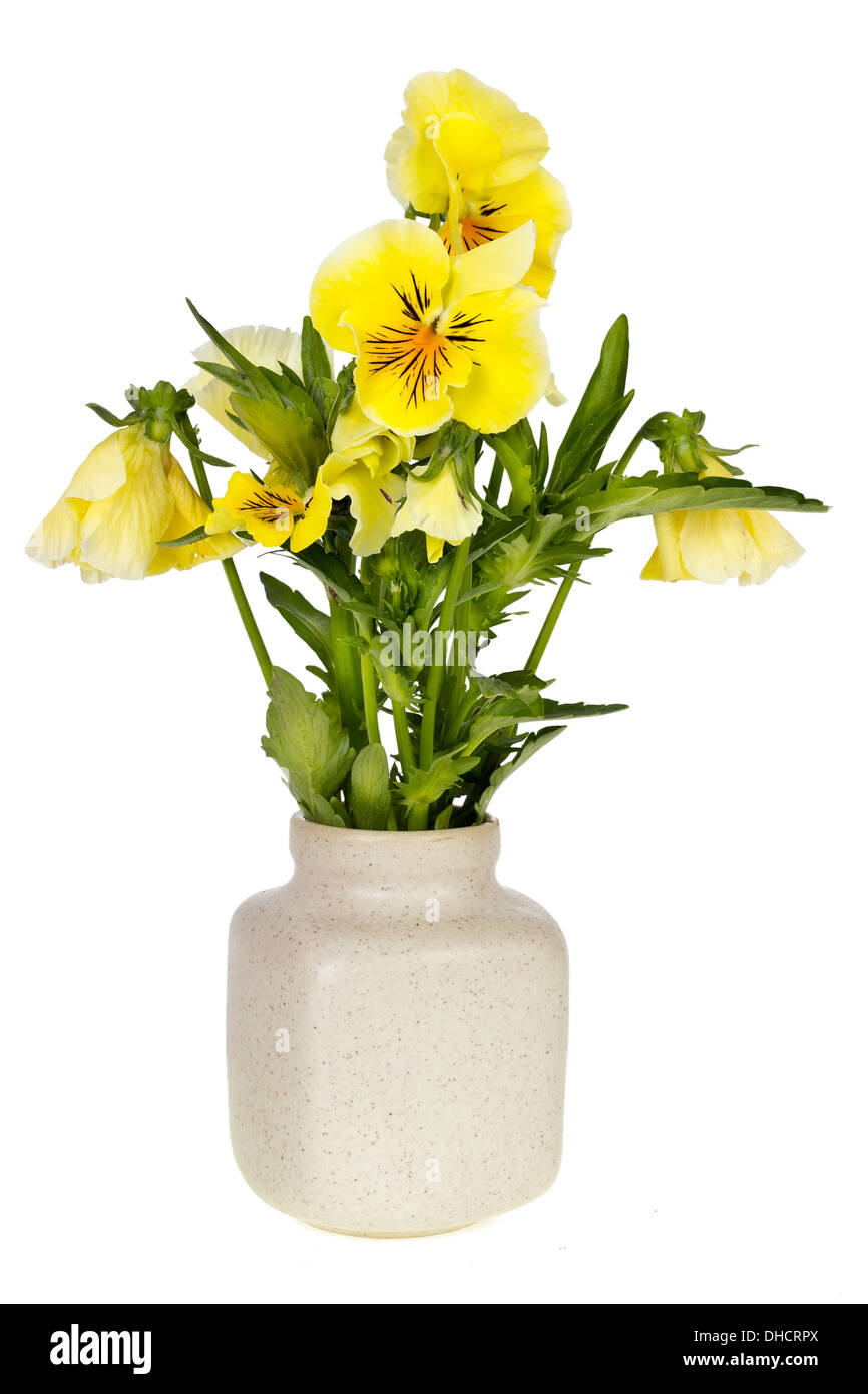Bouquet minimalista - giallo Pansies Foto Stock