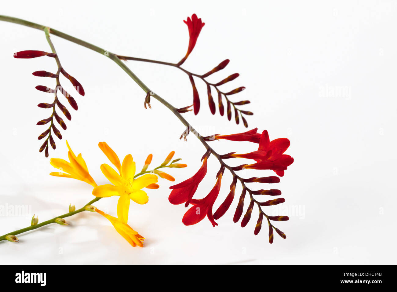 Giallo e rosso Freesias Foto Stock