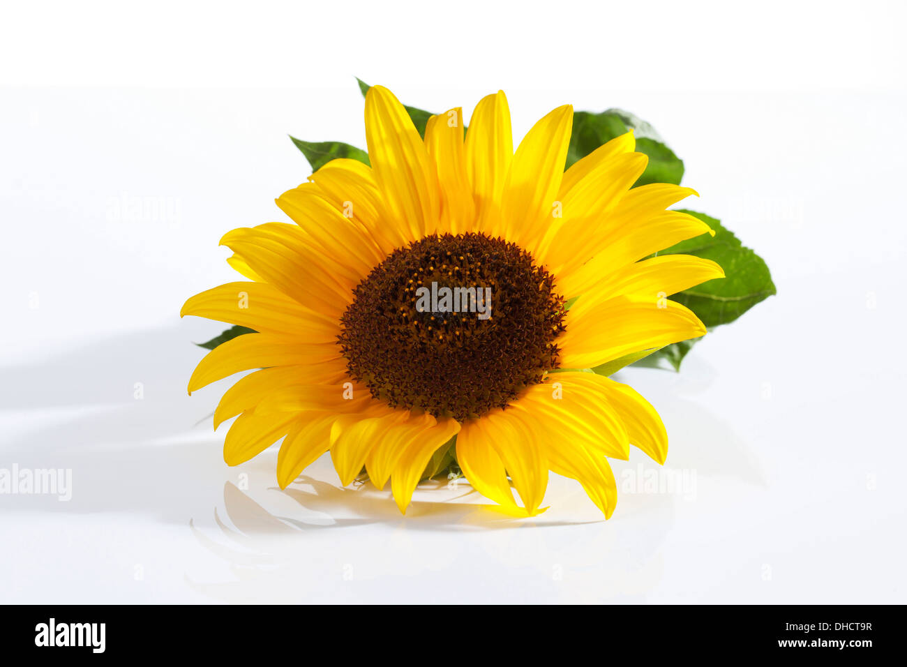 Girasole (Helianthus annuus) Foto Stock