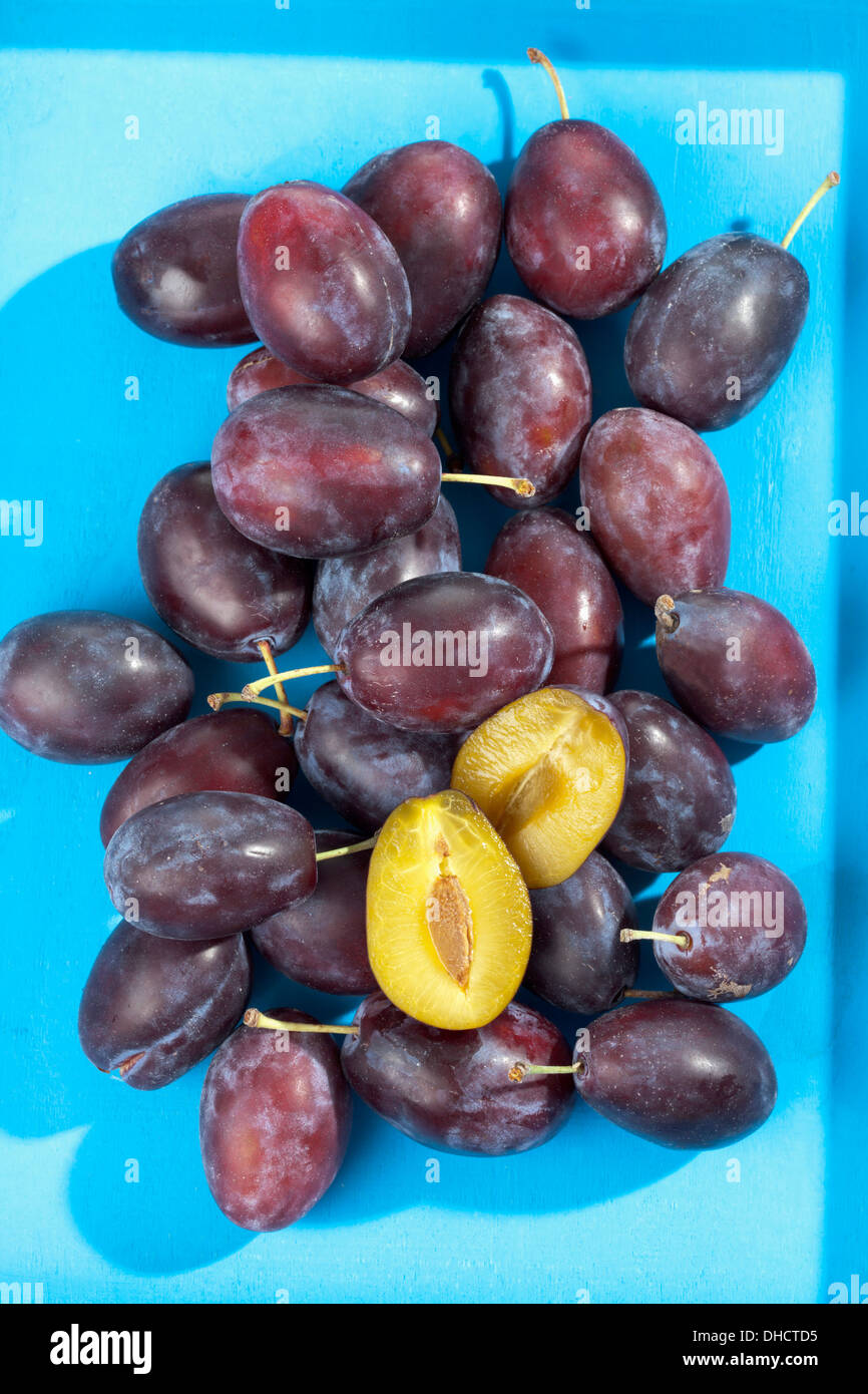 Le prugne (Prunus domestica) sulla massa blu, studio shot Foto Stock