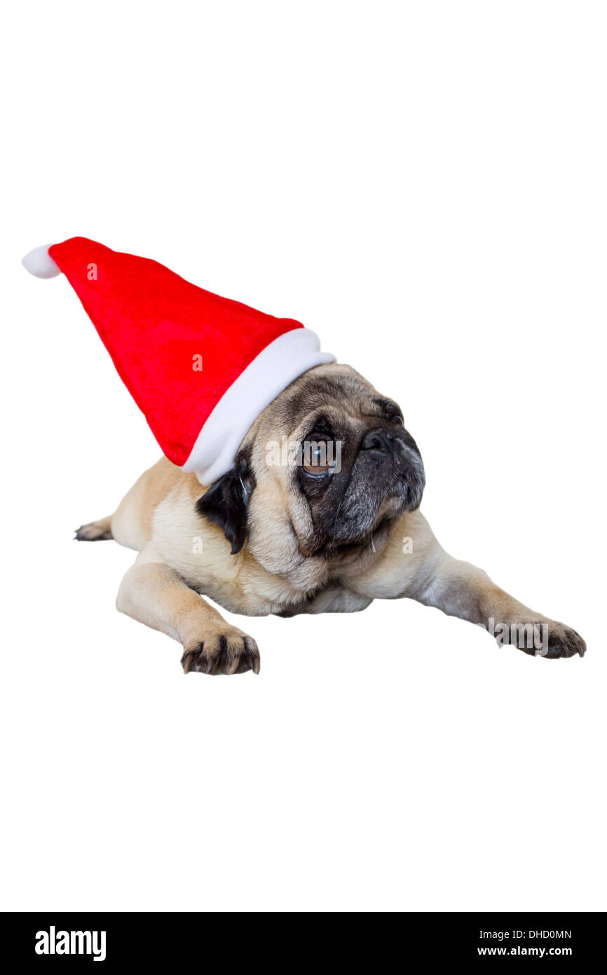 Triste Pug Beige con cappello a Natale Foto Stock