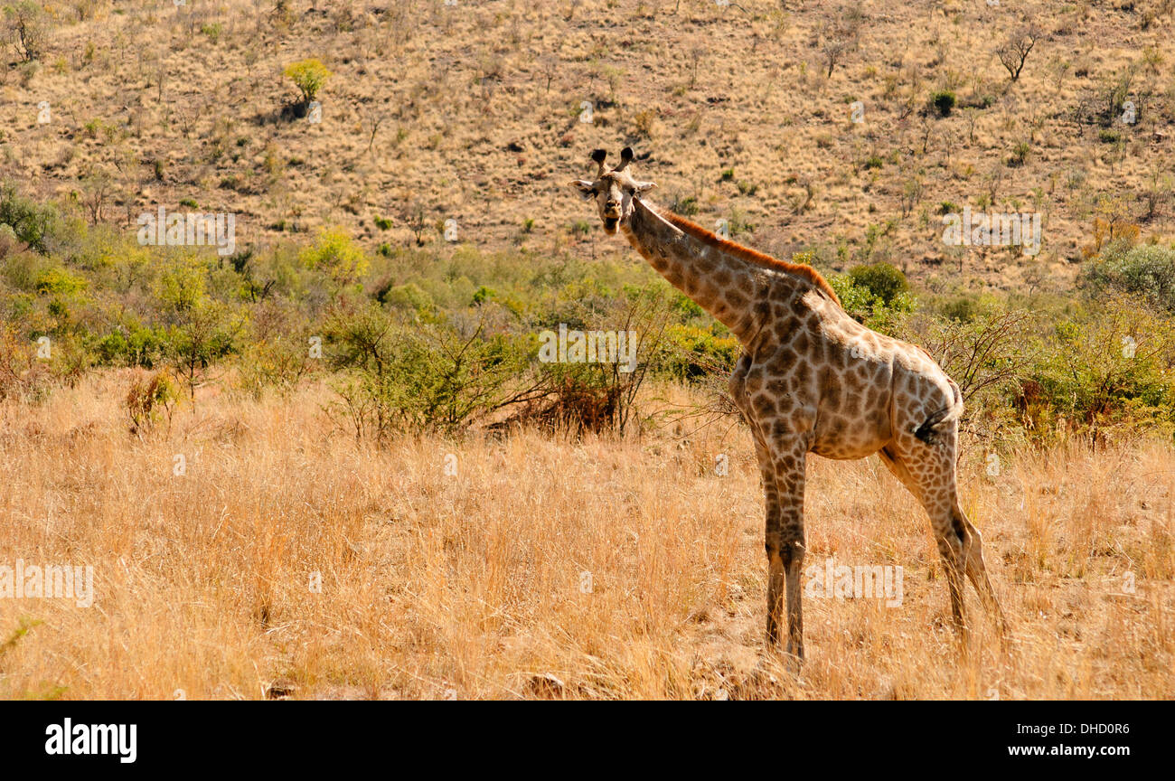 Giraffe al Parco Nazionale di Pilanesberg in Sud Africa Foto Stock