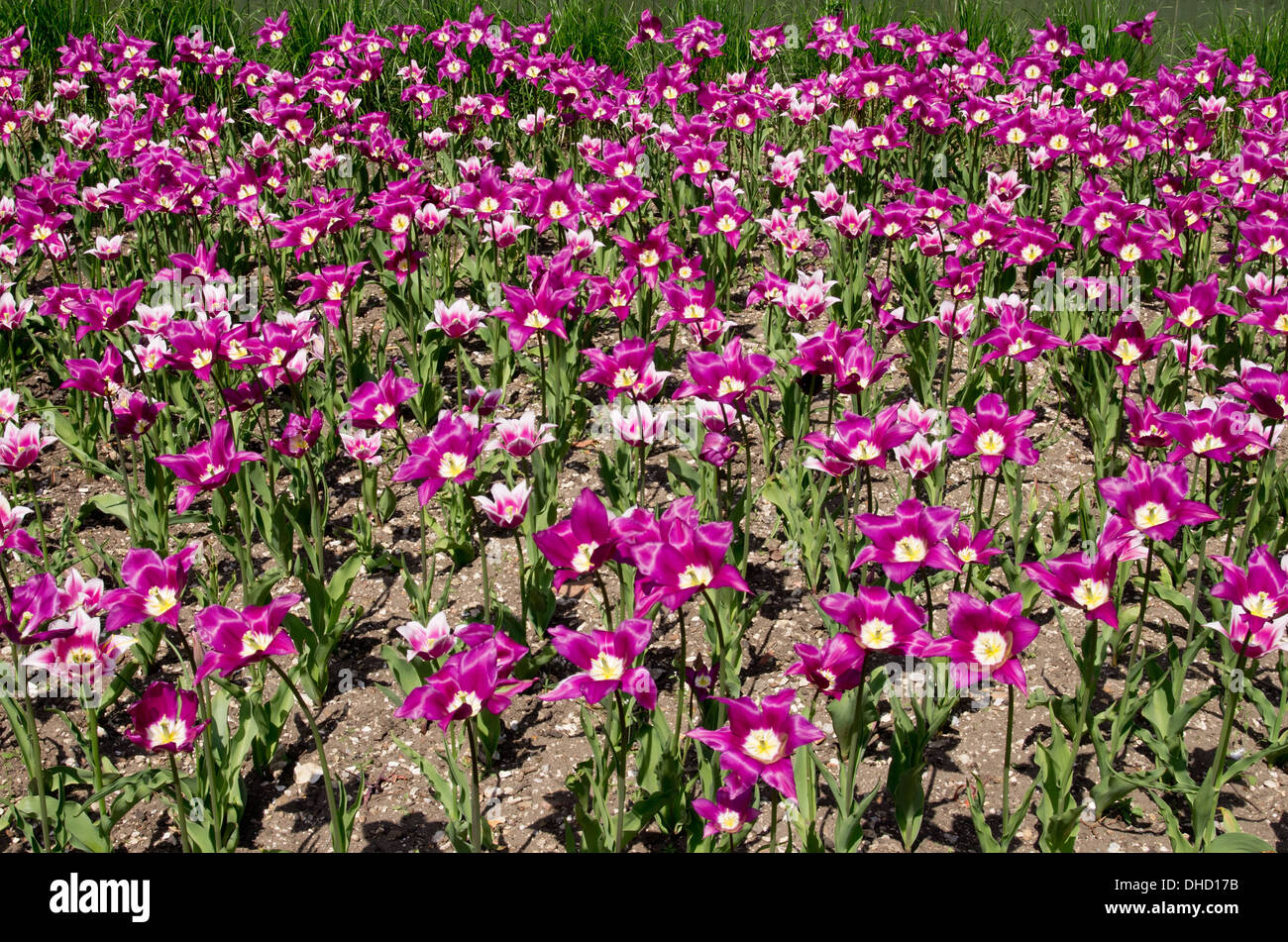 I tulipani Viola da sogno e Ballade Foto Stock