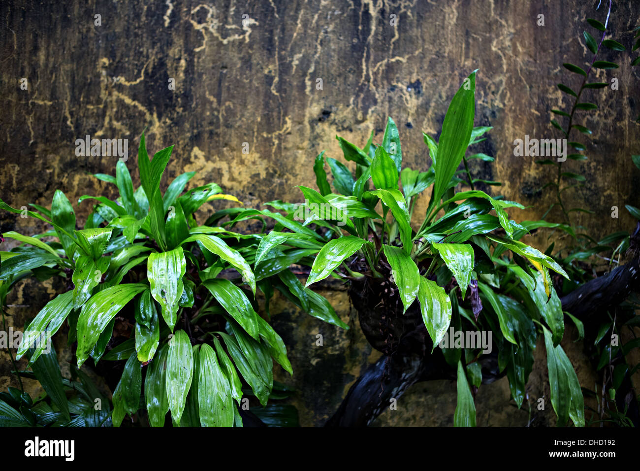 In prossimità di un vecchio e rotto parete di rendering Foto Stock