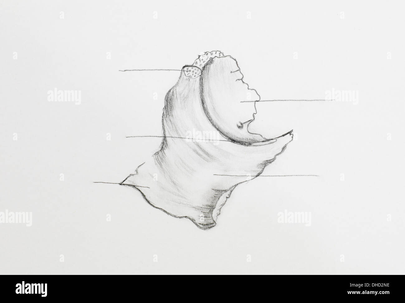 Dettaglio di osso zigomatico disegno a matita su carta bianca Foto Stock
